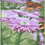 Касандра 1954