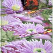 Касандра 1954