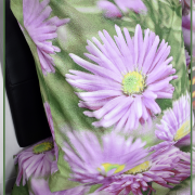 Касандра 1954