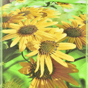 Крупные подсолнухи 4227