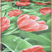 Тюльпан 1771