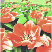 Тюльпаны 3036